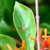 Southeastern Bush Katydid (nymph)