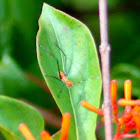 Southeastern Bush Katydid (nymph)