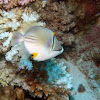 Arabian picasso triggerfish