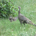 Eastern Wild Turkey