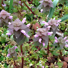 Purple Dead Nettle