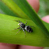 Black Jumping Spider