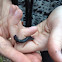 Red backed salamander