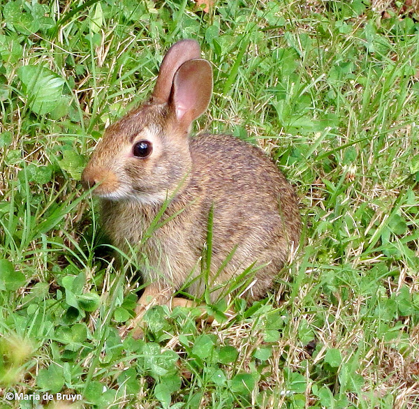 Eastern cottontail rabbit | Project Noah