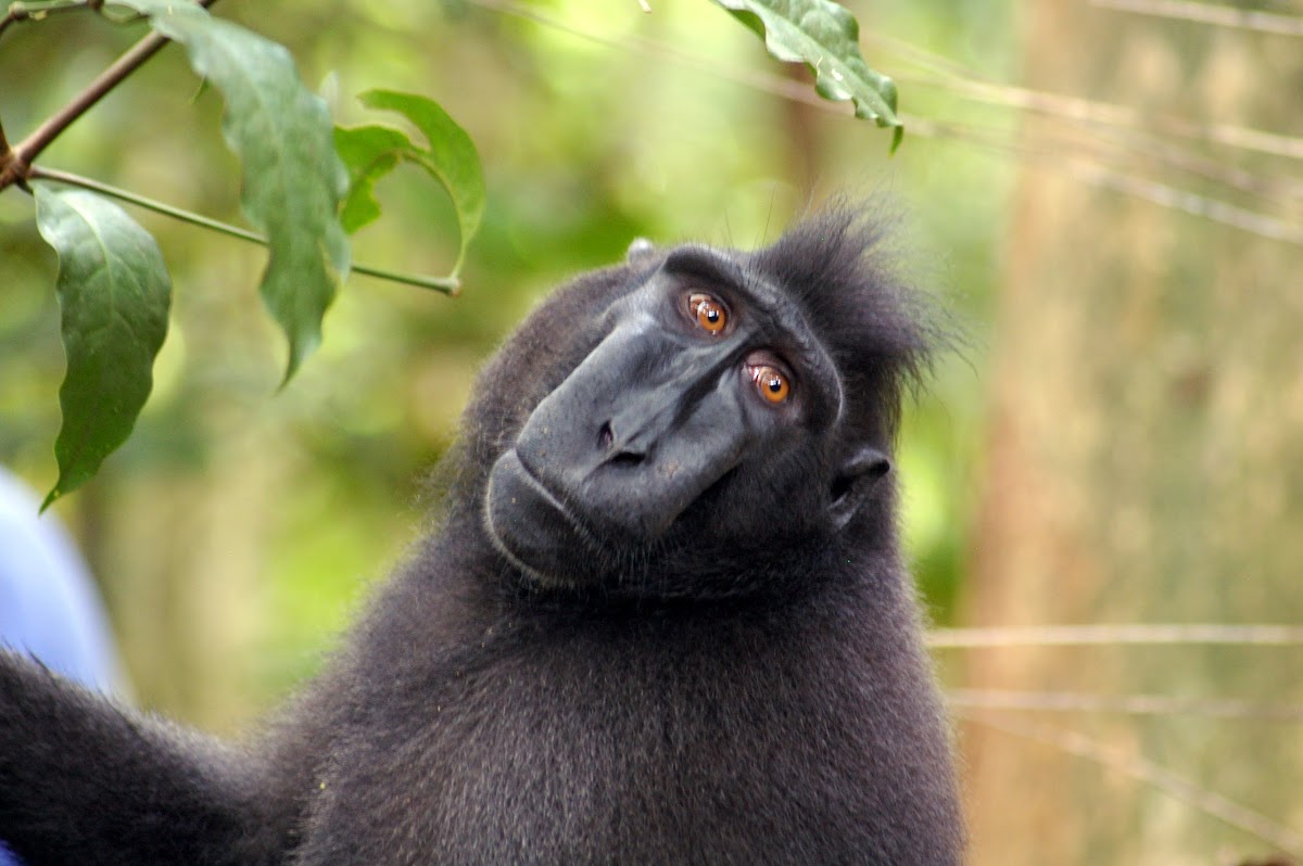 Sulawesi Crested Macaque