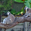 Ring-tailed Lemur