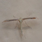 Plume Moth