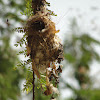 Nest of Purple Sunbird