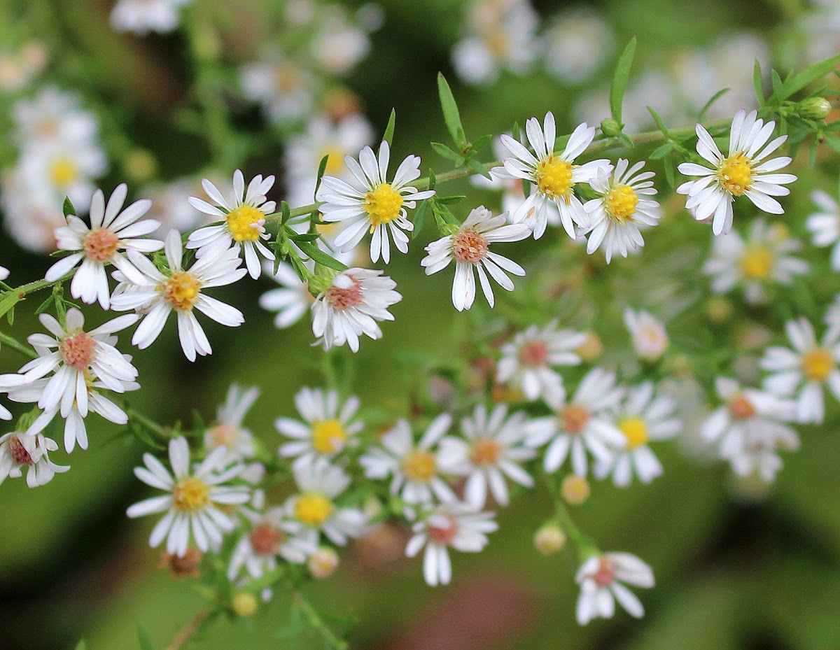 Oldfield Aster