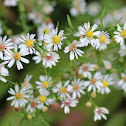 Oldfield Aster