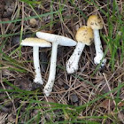 Amanita gemmata (crenulata)