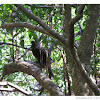 Slender-billed Cuckoo-Dove or Brown Cuckoo-Dove