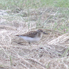 Least Sandpiper