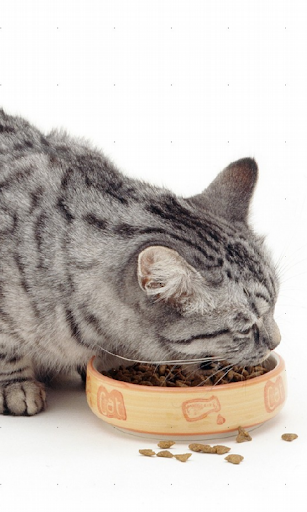免費下載個人化APP|Cat Food Live Wallpaper app開箱文|APP開箱王