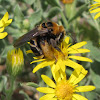 Digger bee (female)