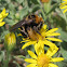 Digger bee (female)