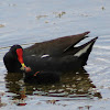 Common Gallinule (with chick)