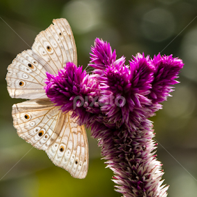 Behind The Flower by Richard Liong - Flowers Flowers in the Wild