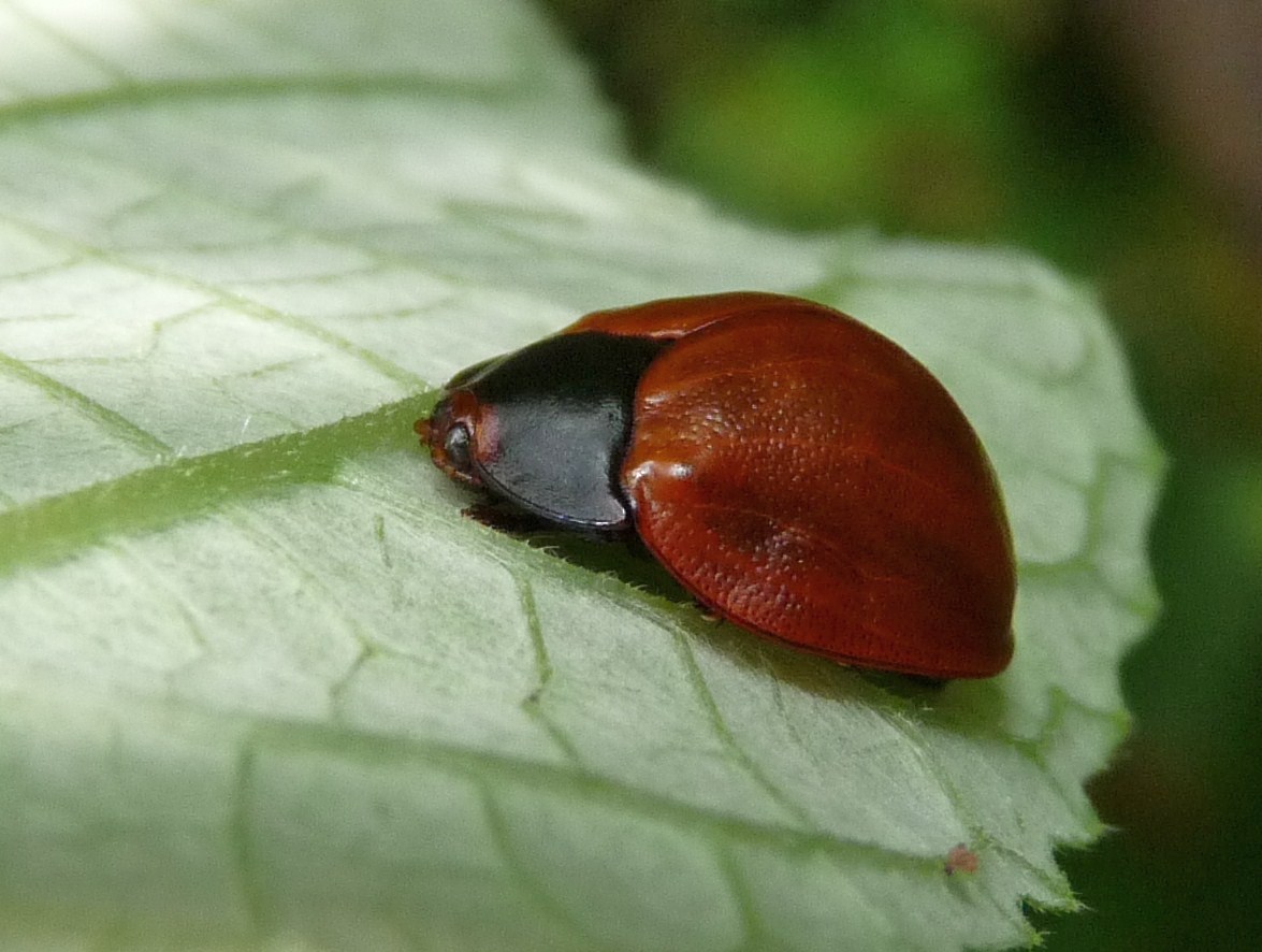 Rufipennis Tortoise beetle