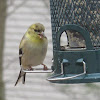 American Goldfinch (Winter)