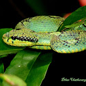Sri Lankan Green pit viper