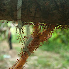 Leaf Ants