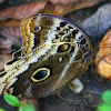 Atreus Owl Butterfly