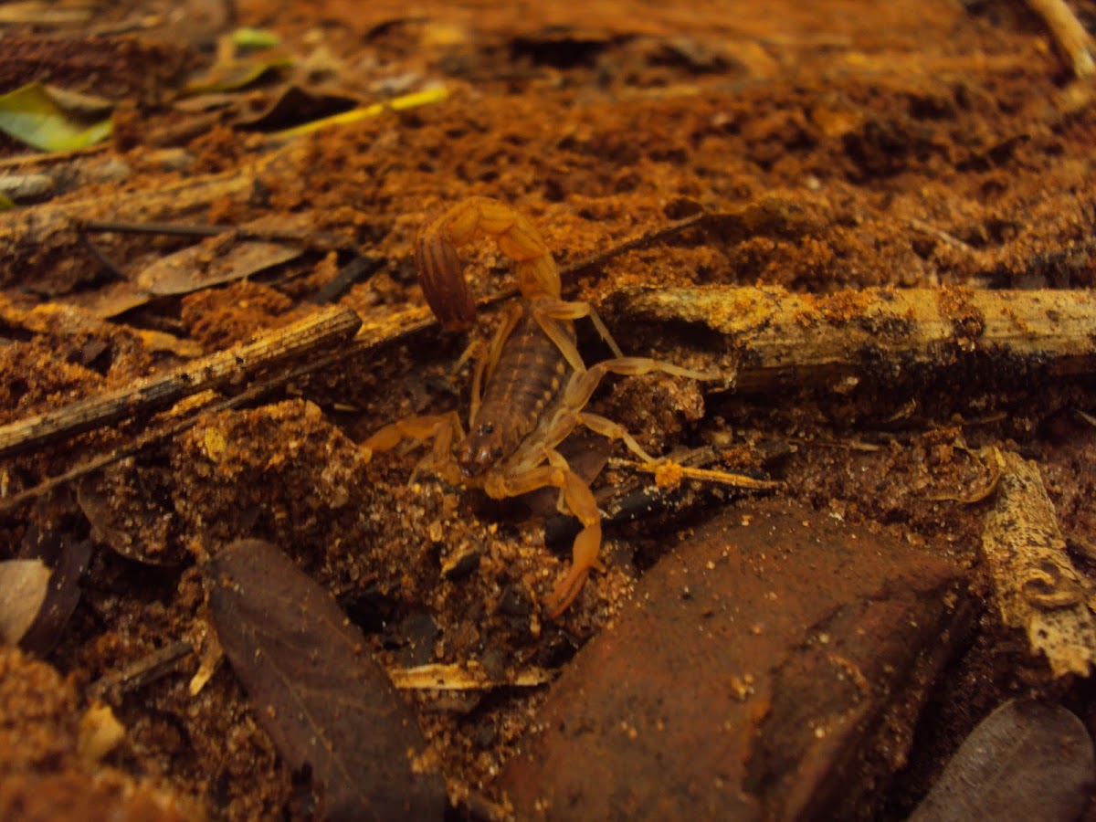 Indian red scorpion