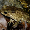 Asian Toad 