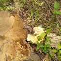Dryad's saddle mushroom