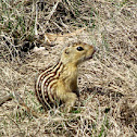 Striped Gopher, Thirteen-lined ground squirrel
