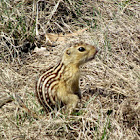 Striped Gopher, Thirteen-lined ground squirrel