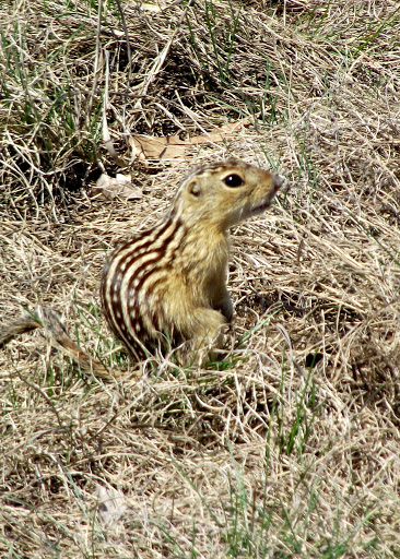 Striped Gopher, Thirteen-lined ground squirrel | Project Noah