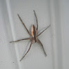 Nursery Web Spider