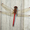 Roseate Skimmer Dragonfly