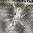 Indonesian Tarantula