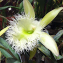 Rhyncholaelia Orchid