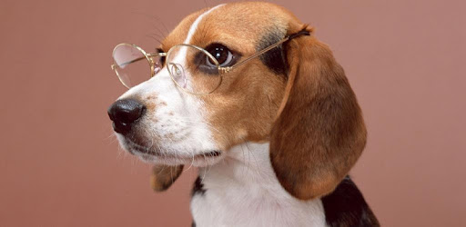 Beagle Puzzle Applications Sur Google Play