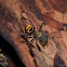 Golden Carpenter Ant