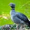 Southern Screamer