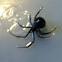 Black widow spider