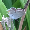 Eastern Tailed-Blue