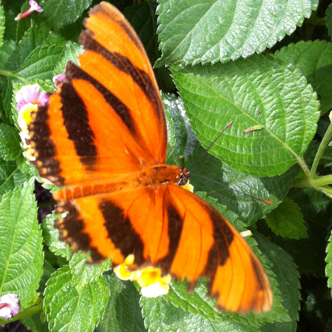 Banded Orange Heliconian / Orange Tiger Butterfly