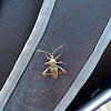 Leaf-footed Bug