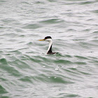 Western Grebe