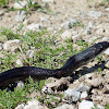 Texas Rat Snake (Black Rat)