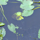 Florida Softshell Turtle