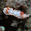 Chromodoris