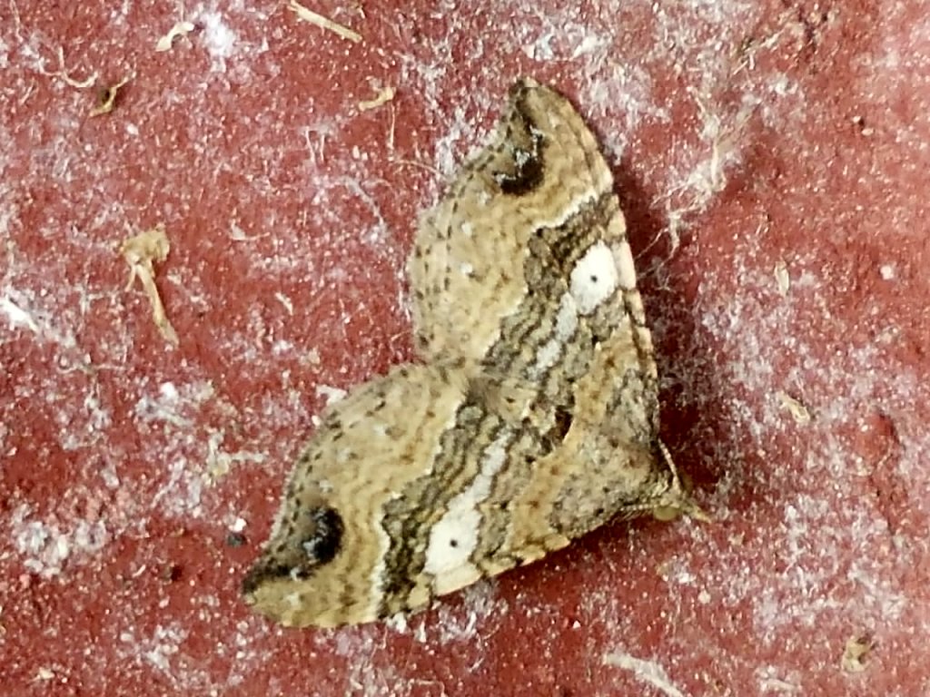 Common Carpet moth