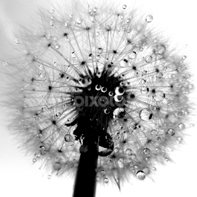 by Adnan Mirani - Nature Up Close Other plants